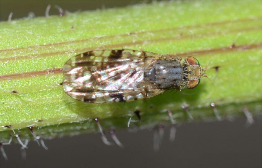 Diptera Sciomyzidae ?  No, Tephritidae: Tephritis sp.